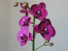 orchidées1.jpg